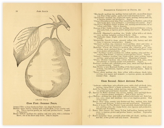 B.F. Saul Insurance Pear