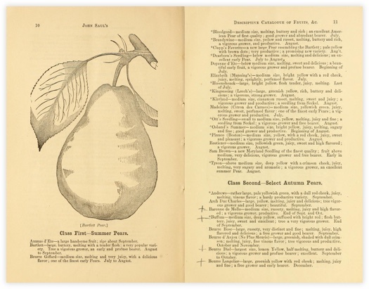 B.F. Saul Insurance Pear B.F. Saul Insurance Pear